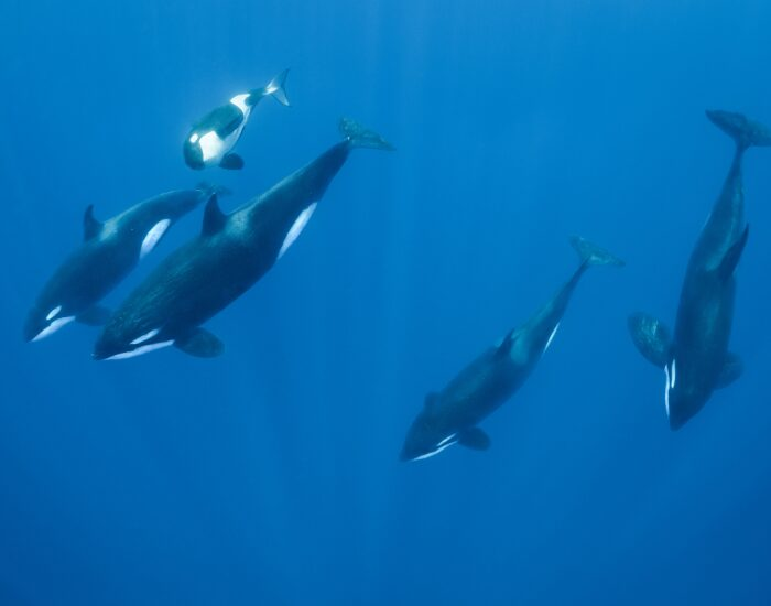 Pod of five Orcas swimming underwater