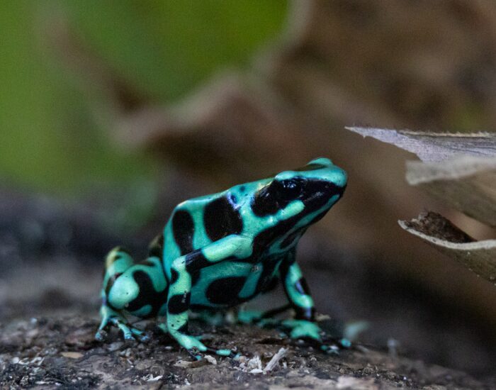 a close up of a green Poison Sart Frog