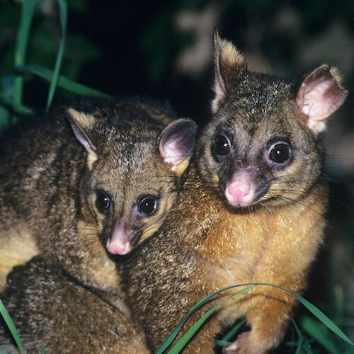 two possums hugging each other