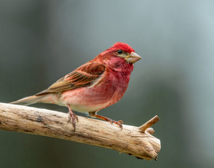 Purple Finch perched on a tree branch