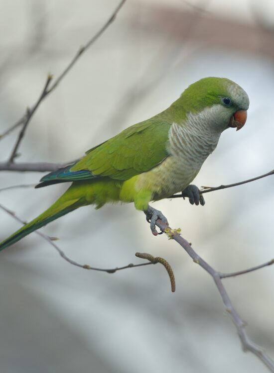 Quaker Parrot on a tree