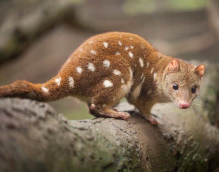 a quoll on top of a trunk