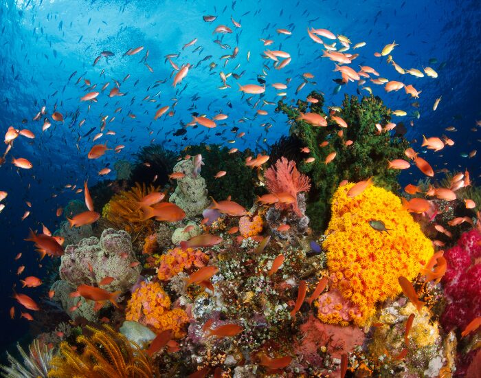 Getty Images colorful Reef in Raja Ampat
