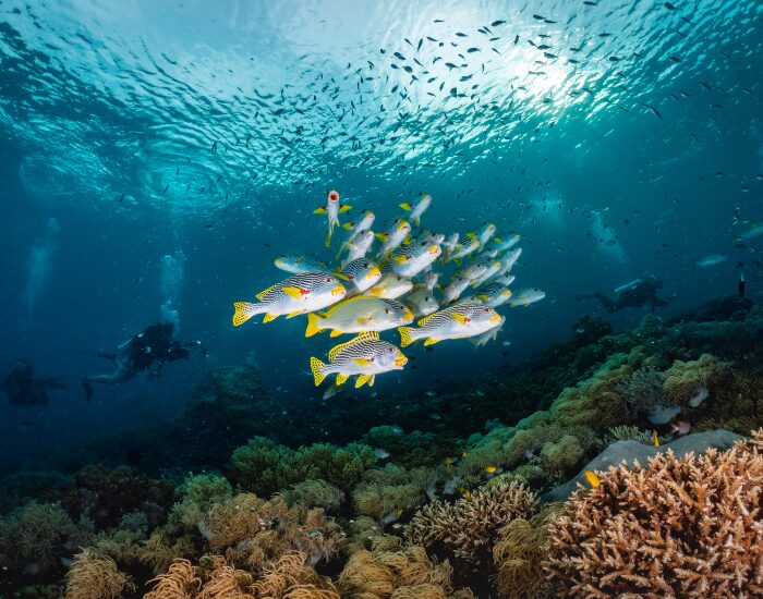  a school of fish swimming next to a reef and some scuba diver behind