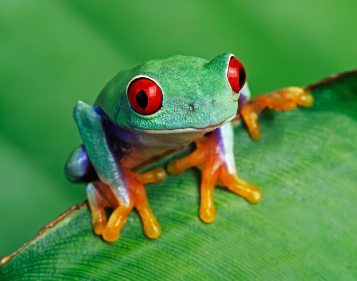 Red Eyed Tree Frog standing over a leaf