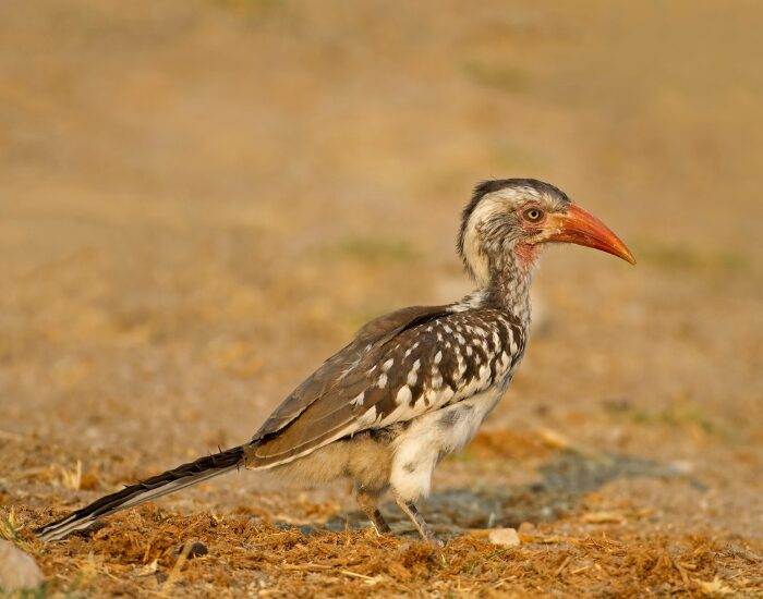 red billed hornbill on the ground