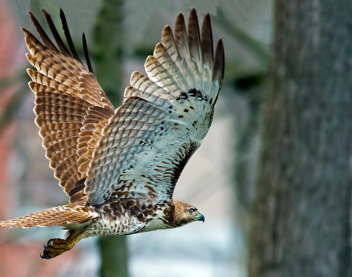 red tailedhawks.webp red tailed hawk flying