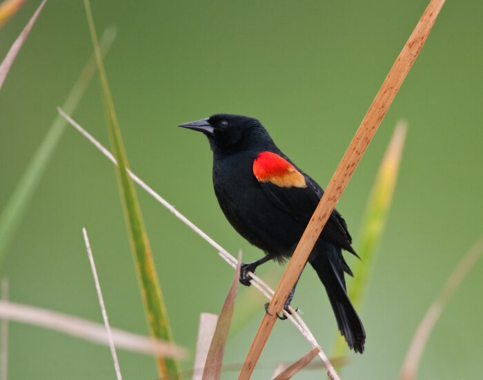 a blackbird standing over tall thick grass