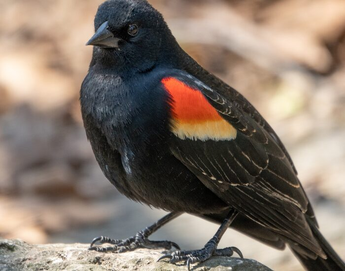 Red-winged Blackbird STANDING OVER A ROCK