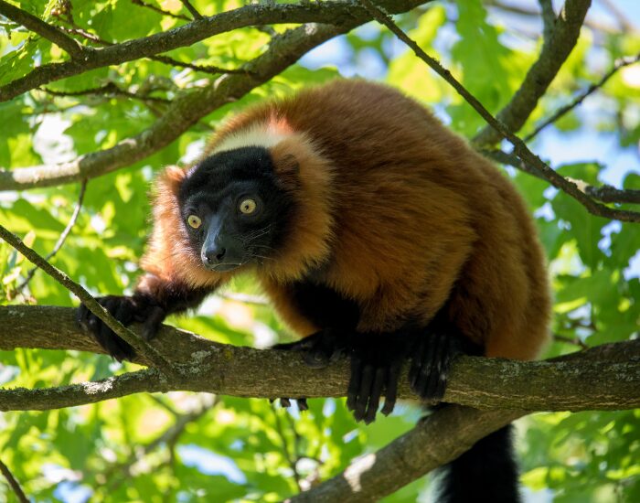 Red Ruffed Lemur on a Tree in the Jungle