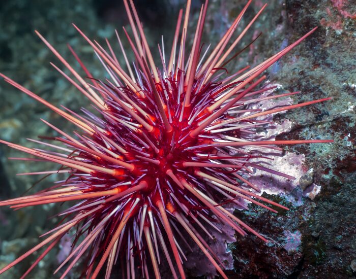 a close up of a Red Sea Urchin in its habitat
