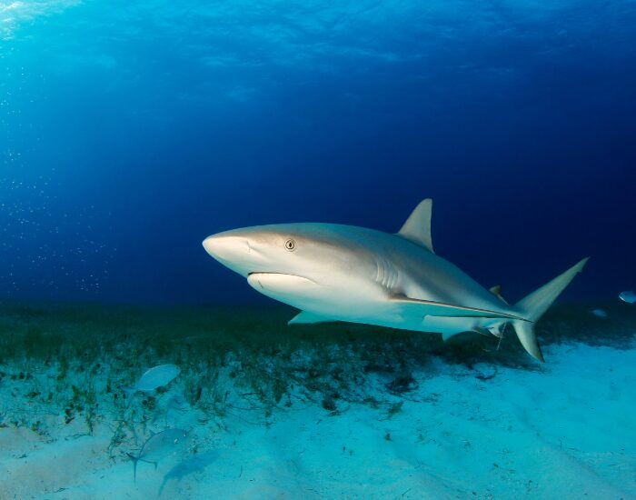  Reef Shark swimming underwater photo