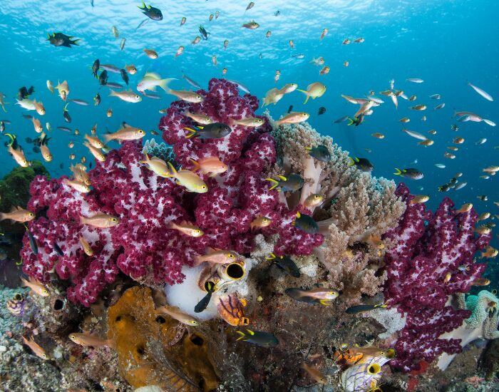 a colorful coral reef with many fish swimming nearby