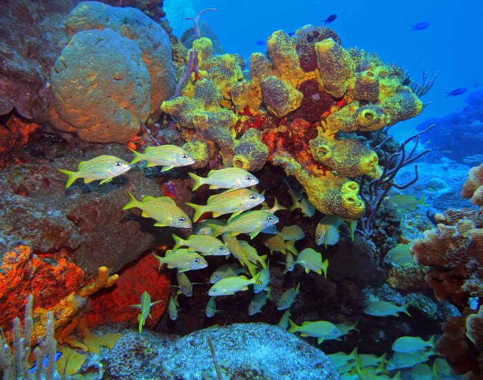Getty Images The Mesoamerican Barrier Reef with colourful corals and fish