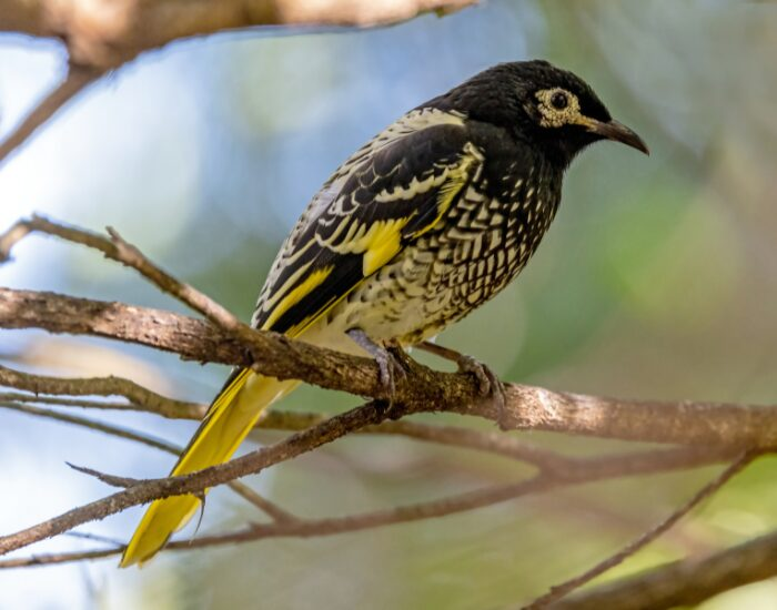 Regent Honeyeater standing on a branch
