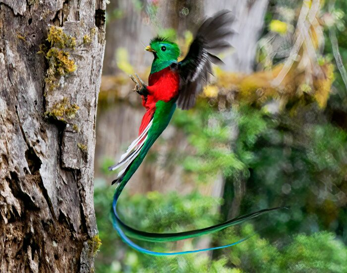 resplendentquetzal 1 1.webp Quetzal flying towards a tree in the jungle