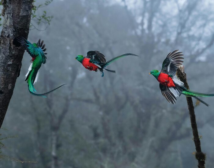 Quetzal flying in its habitat