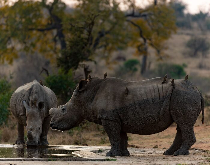 rhinoatkrugernationalpark.webp twi rhinos at kruger national park