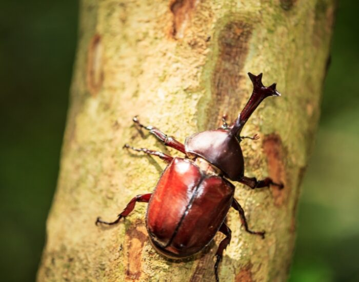 rhinoceros beetle walking in a tree trunk