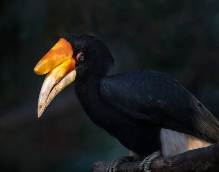 Rhinoceros Hornbill with a black background