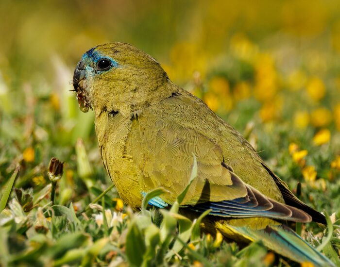 Rock Parrot on the ground