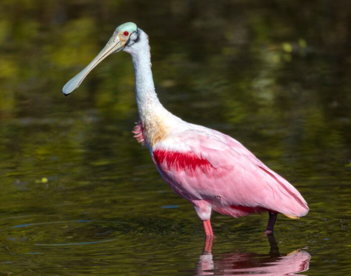  a Roseate Spoonbill walking voer water