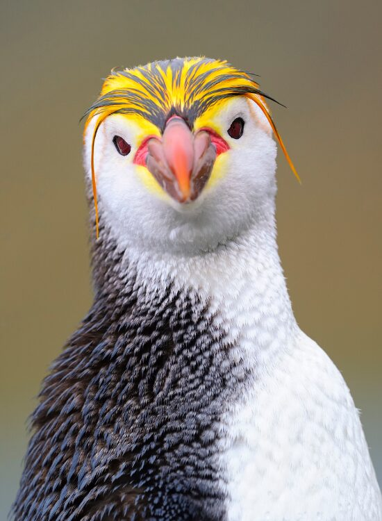 close up of a Royal Penguin