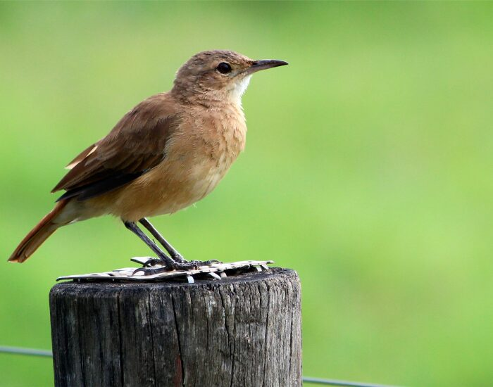 a Rufous Hornero bird on top of a wooden pole