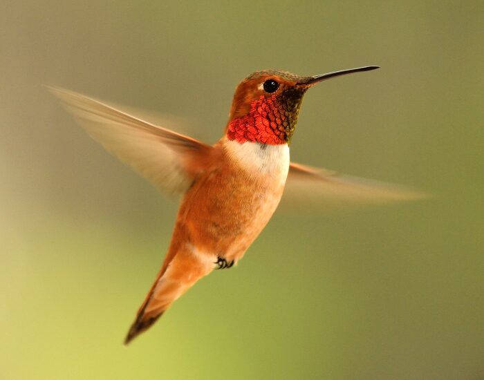 rufoushummingbird.webp Rufous hummingbird flying