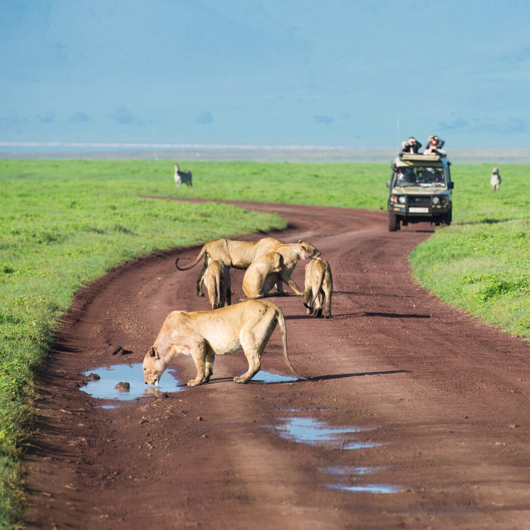 Getty Images Safari taking photos of lions.png