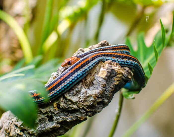 San Francisco Garter Snake on a rock