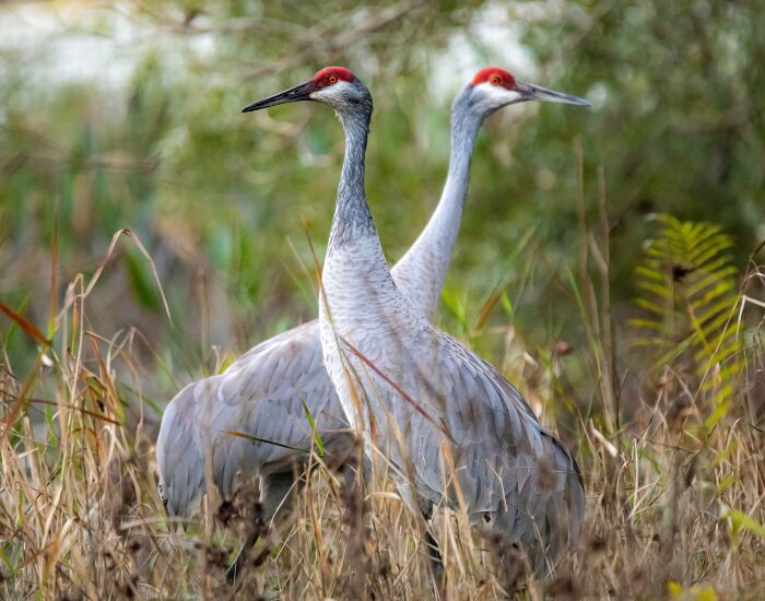 sandhillcrane.webp two sandhill cranes in the wild