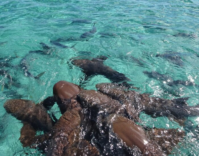 Group of nurse sharks crowding over the ocean surface in Sapodilla Cayes | Photo by Marco Giovanelli