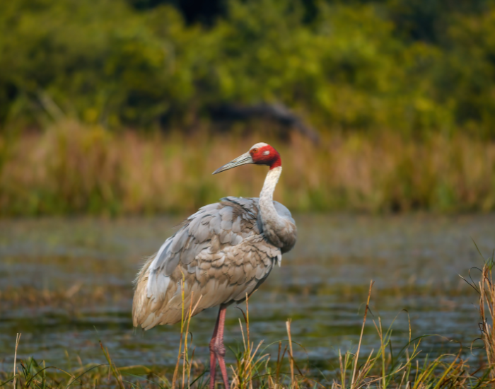 Sarus-Crane-Antigone-antigone.webp Sarus Crane standing on a wetland