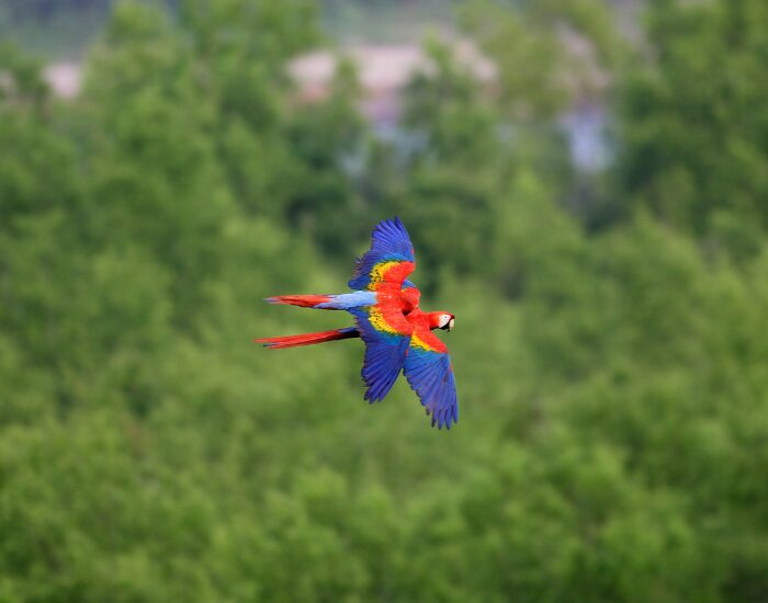  Scarlet Macaws flying in a jungle