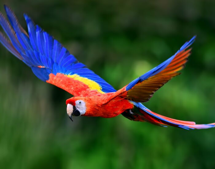 Scarlet Macaw flying