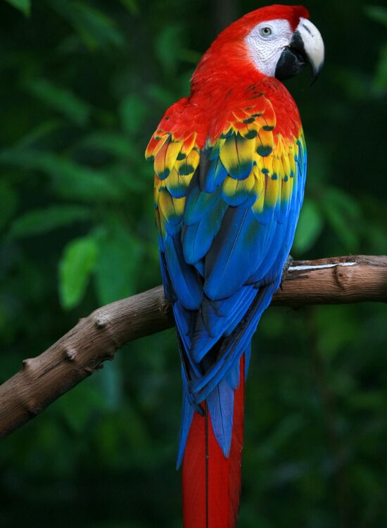 close up of a Scarlet Macaw