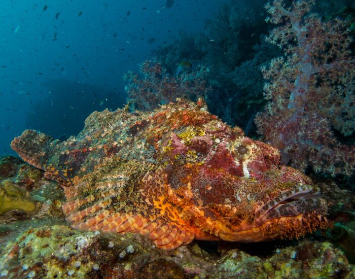 scorpionfish.webp Scorpionfish swimming