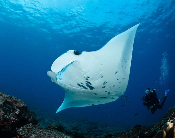photo from below of a manta ray swimming in the ocean