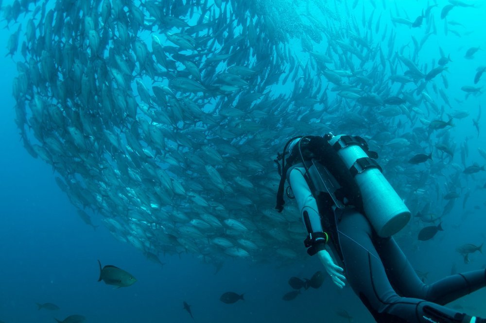 A scuba diver swimming towards a fish bank