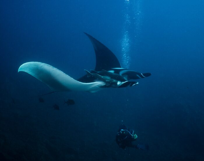 Hyoungho Lee Scuba Diver with a manta Ray | photo by Hyoungho Lee