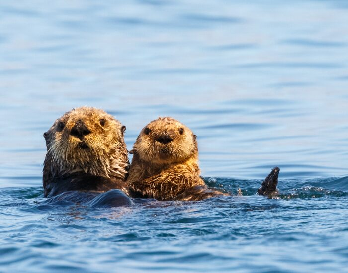 couple of sea otter swimming