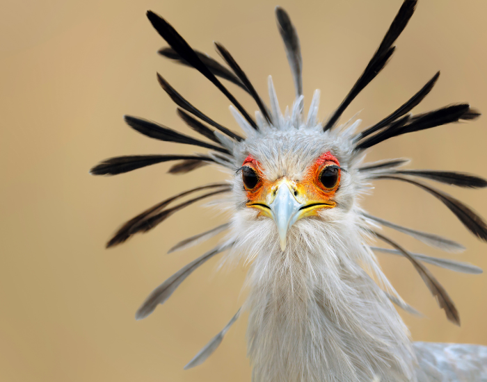 Getty Images close up of a Secretary Bird head