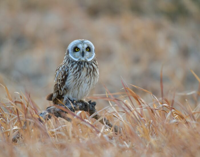 short eared owl standing over a cropped tree trunk near a dry yellow grassland