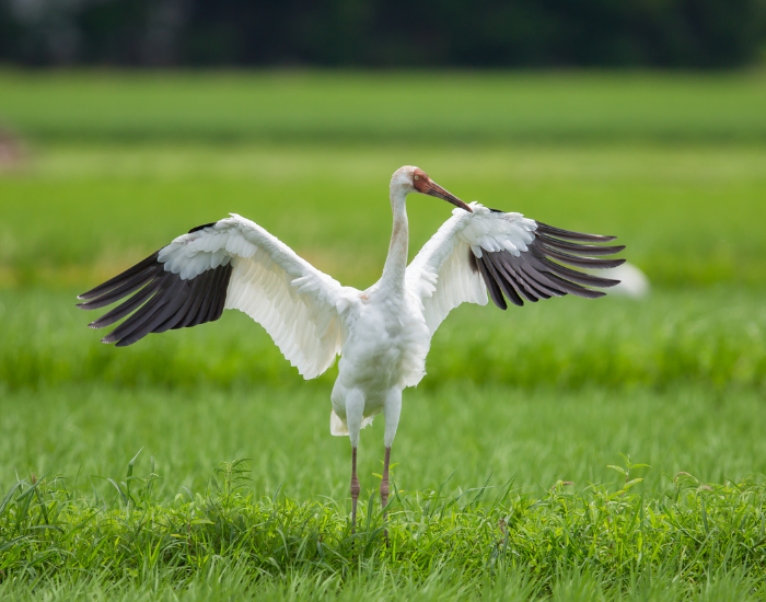 Siberian-Crane.webp Siberian Crane on a grassland extending its wings