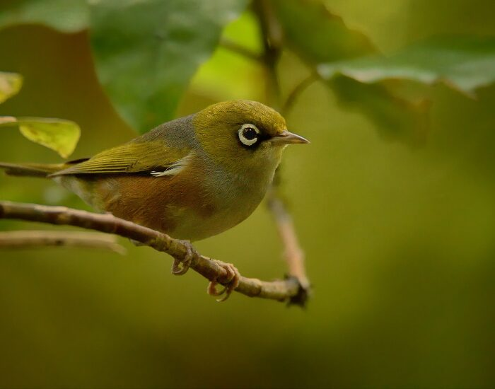 a Silvereye in its habitat