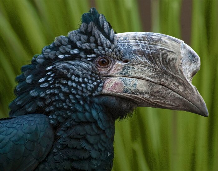 Silvery-cheeked Hornbill close up
