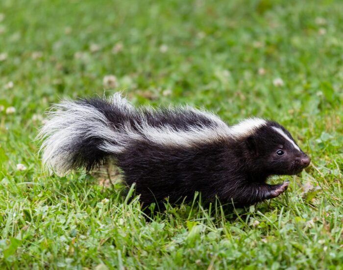 skunk walking in the grass