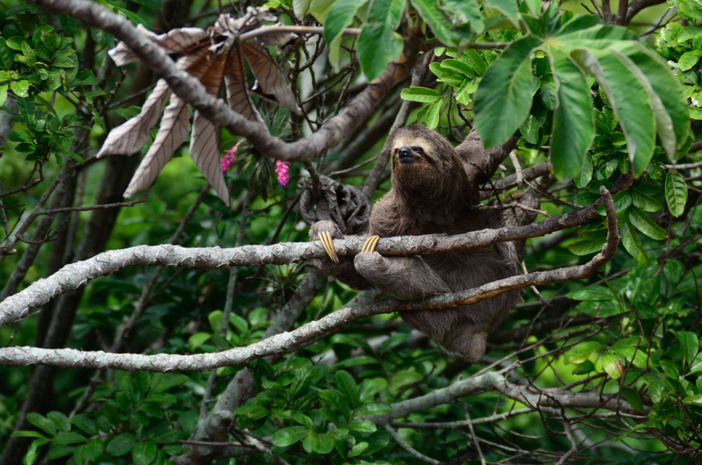 sloth in jungle sloth in the jungle looking upwards