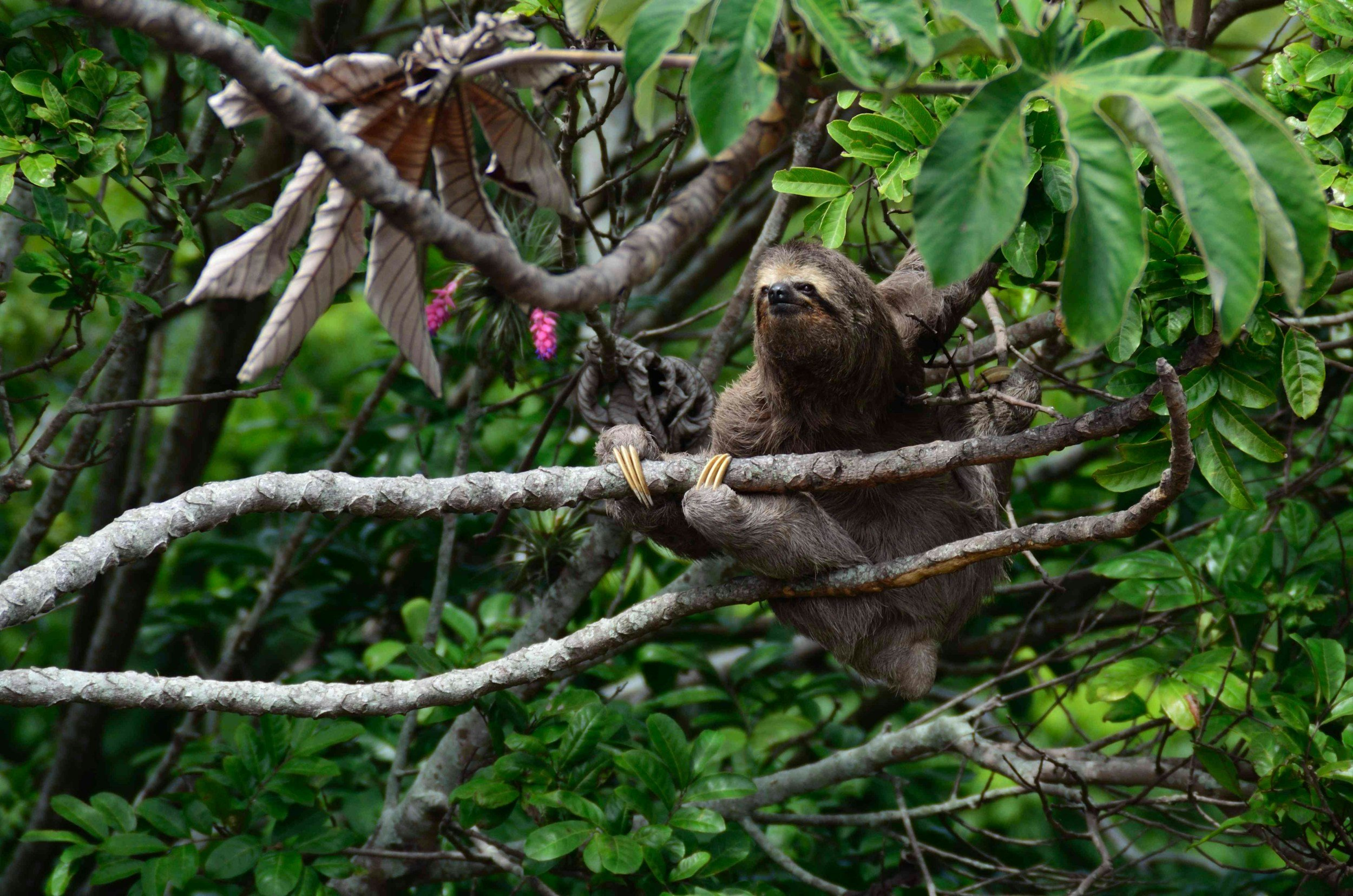Sloth on top of a tree in its habitat